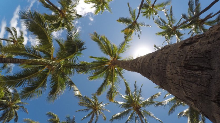 Hawaii Rentals under Palm Trees